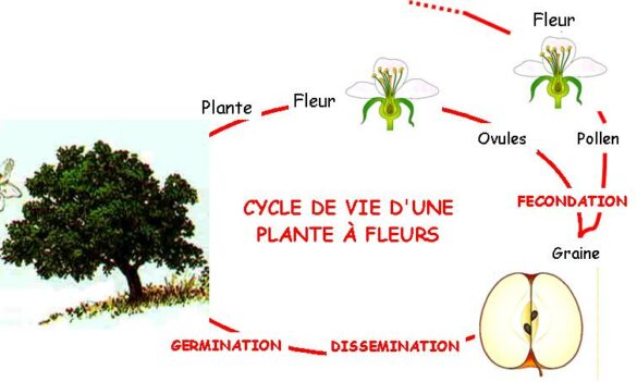 Quel Est Le Cycle De Vie D Un Arbre Housekeeping Magazine Id Es