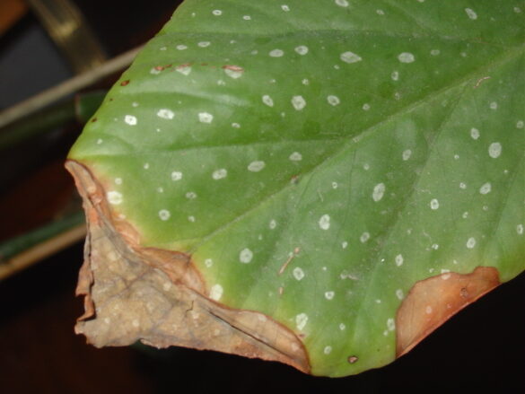 Pourquoi Les Feuilles De Mes Plantes Ont Des Taches Marron