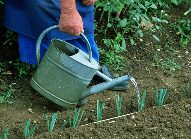 Pourquoi Mes Plants De Poireaux Ne Grossissent Pas Housekeeping