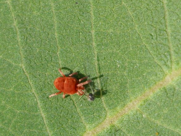 Quelle est la différence entre un insecte et un acarien