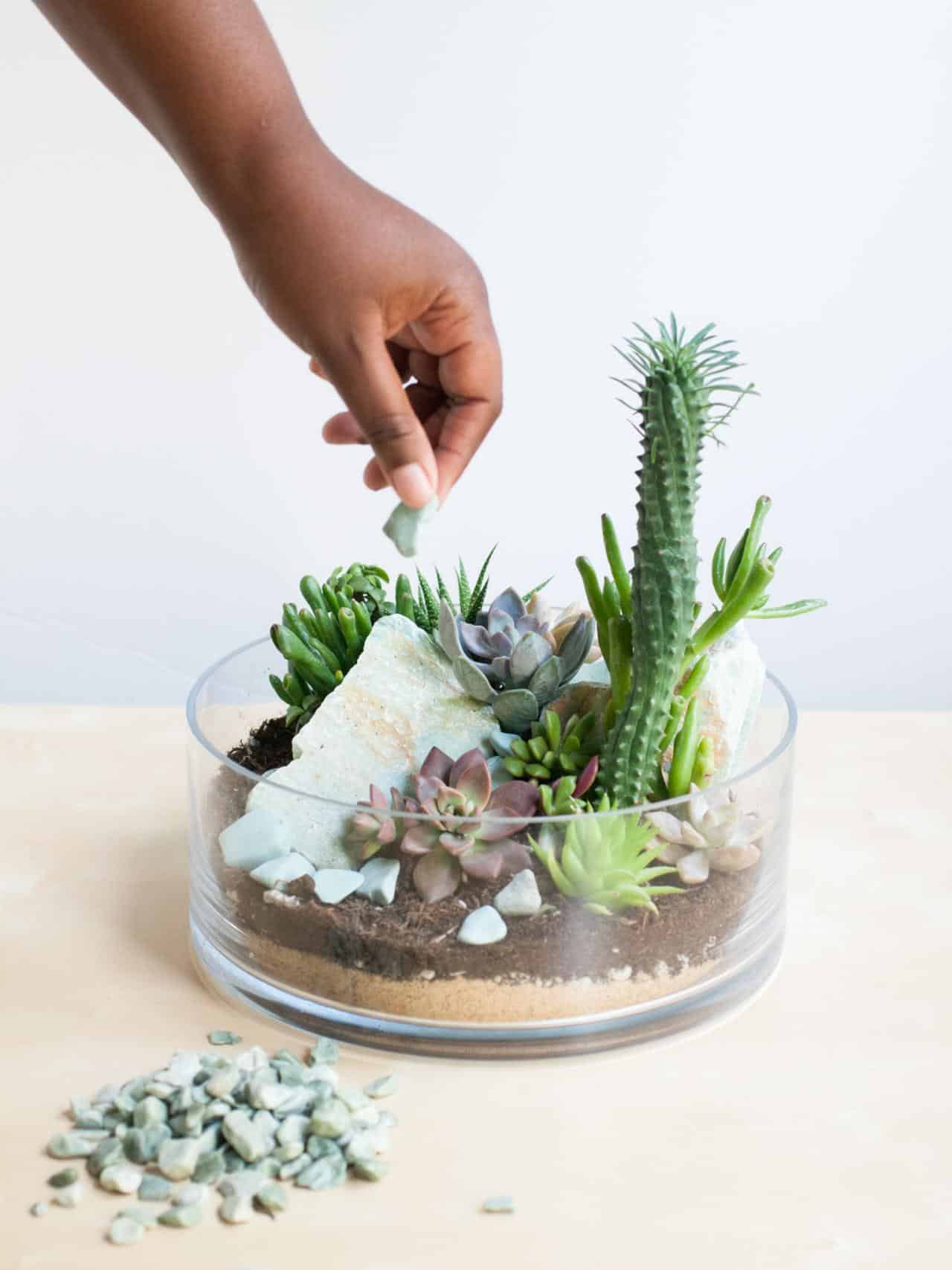 Succulent terrarium bricolage