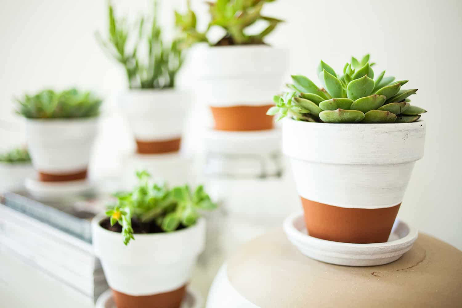 Pots de poterie peints pour les plantes succulentes bricolage