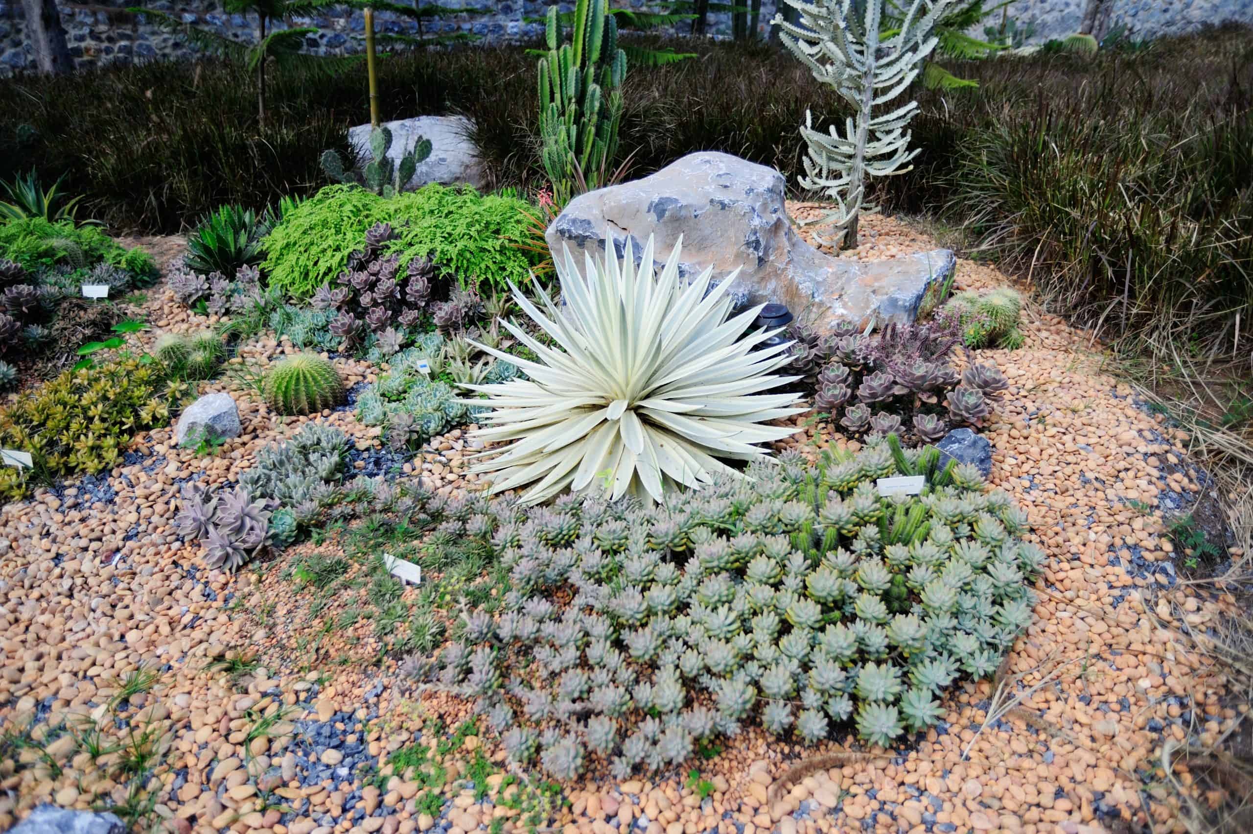 Jardin de rocaille avec plantes succulentes