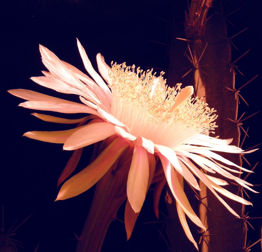 Château de fées fleur de cactus