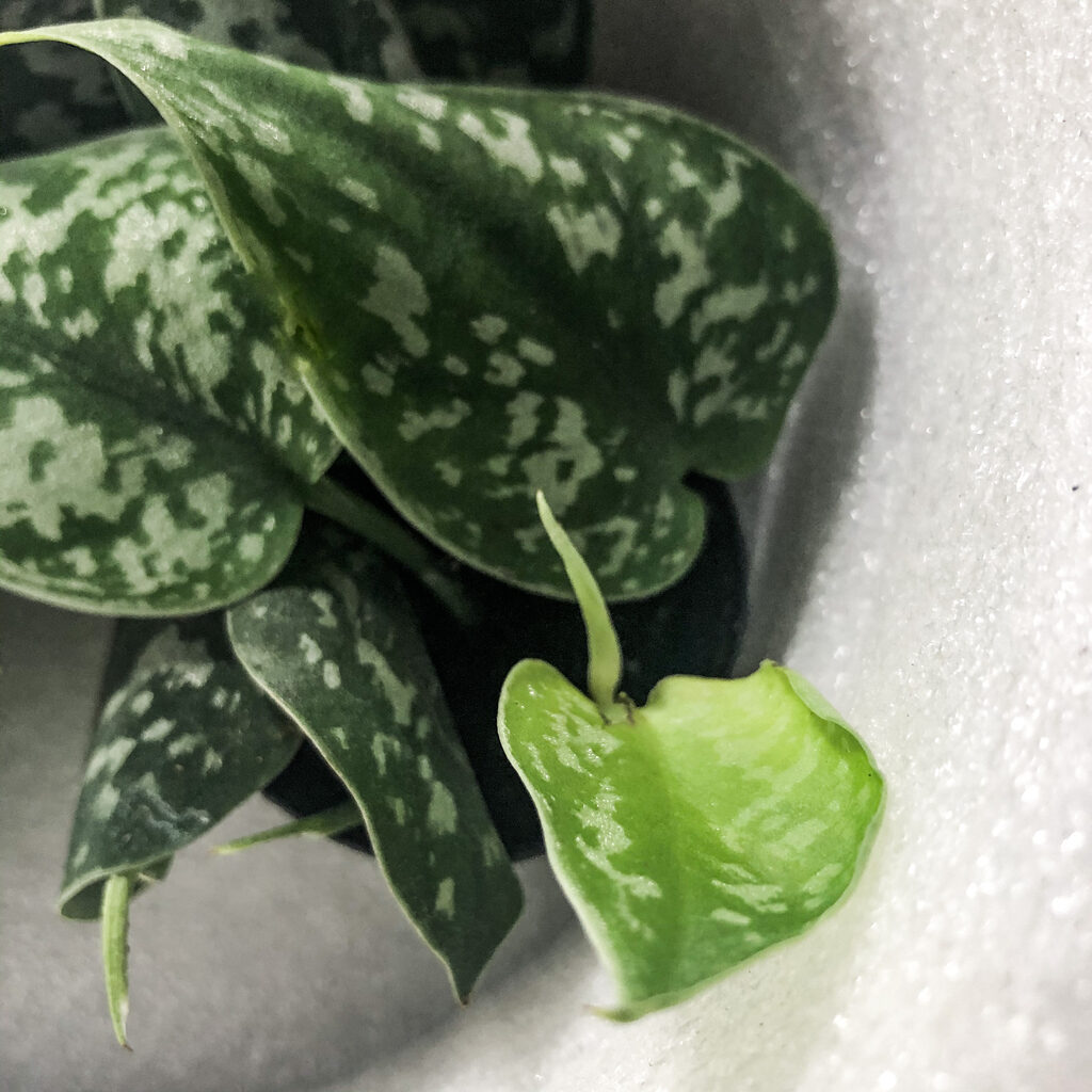 Plante pothos argent scandapsus pictus