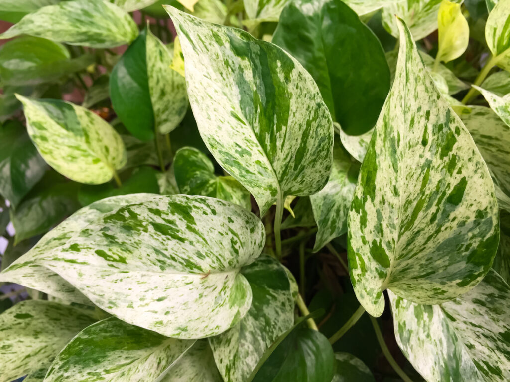 Les pothos dorés ont été plantés dans une plante en pot, c'est le détail de la feuille verte de l'arbre de jardin