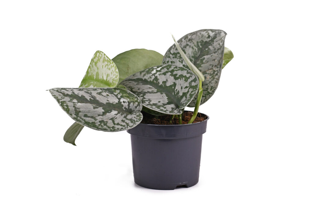 Plante d'intérieur exotique 'scindapsus pictus exotica' ou 'satin pothos' avec de grandes feuilles avec texture velours et motif spot argent