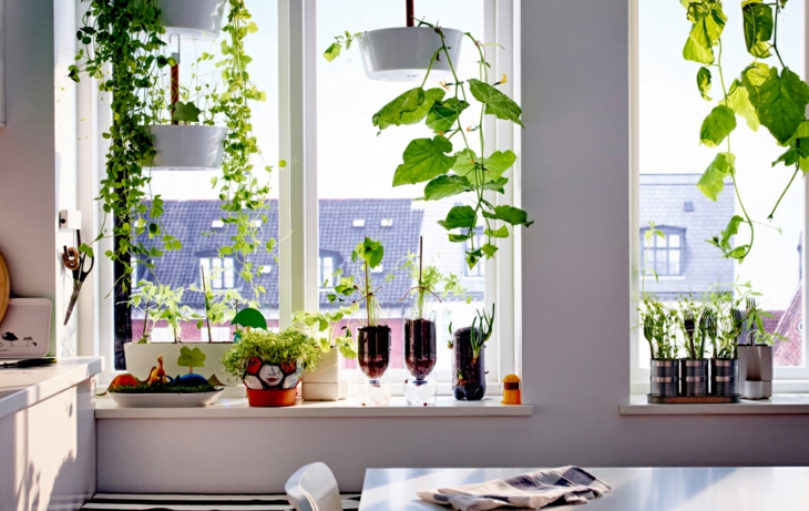 plantes de rebord de fenêtre jardins intérieurs
