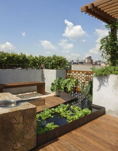 Conception de jardin sur le toit avec piscine et plantes aquatiques 
