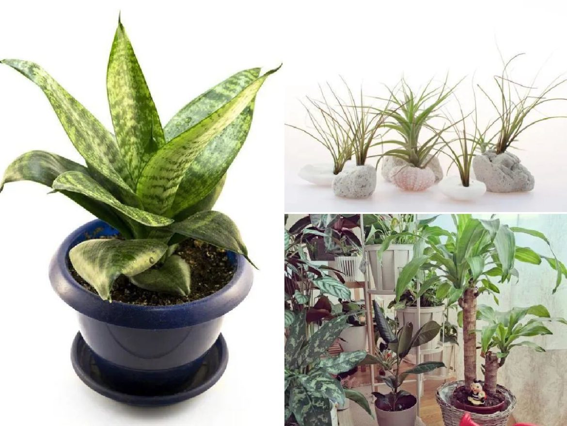 10 plantas de interior que necesitan poca luz