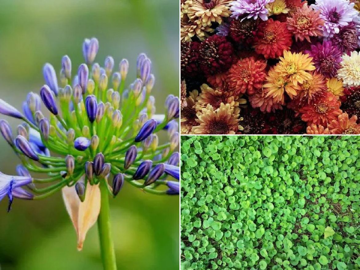 10 plantas de exterior resistentes al sol y al calor