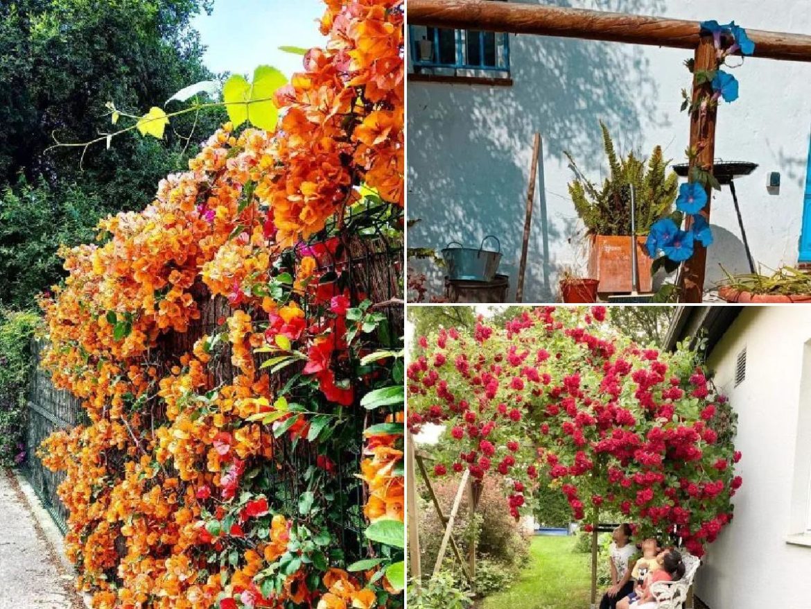 20 Fotos con Enredaderas y plantas trepadoras para porches y terrazas