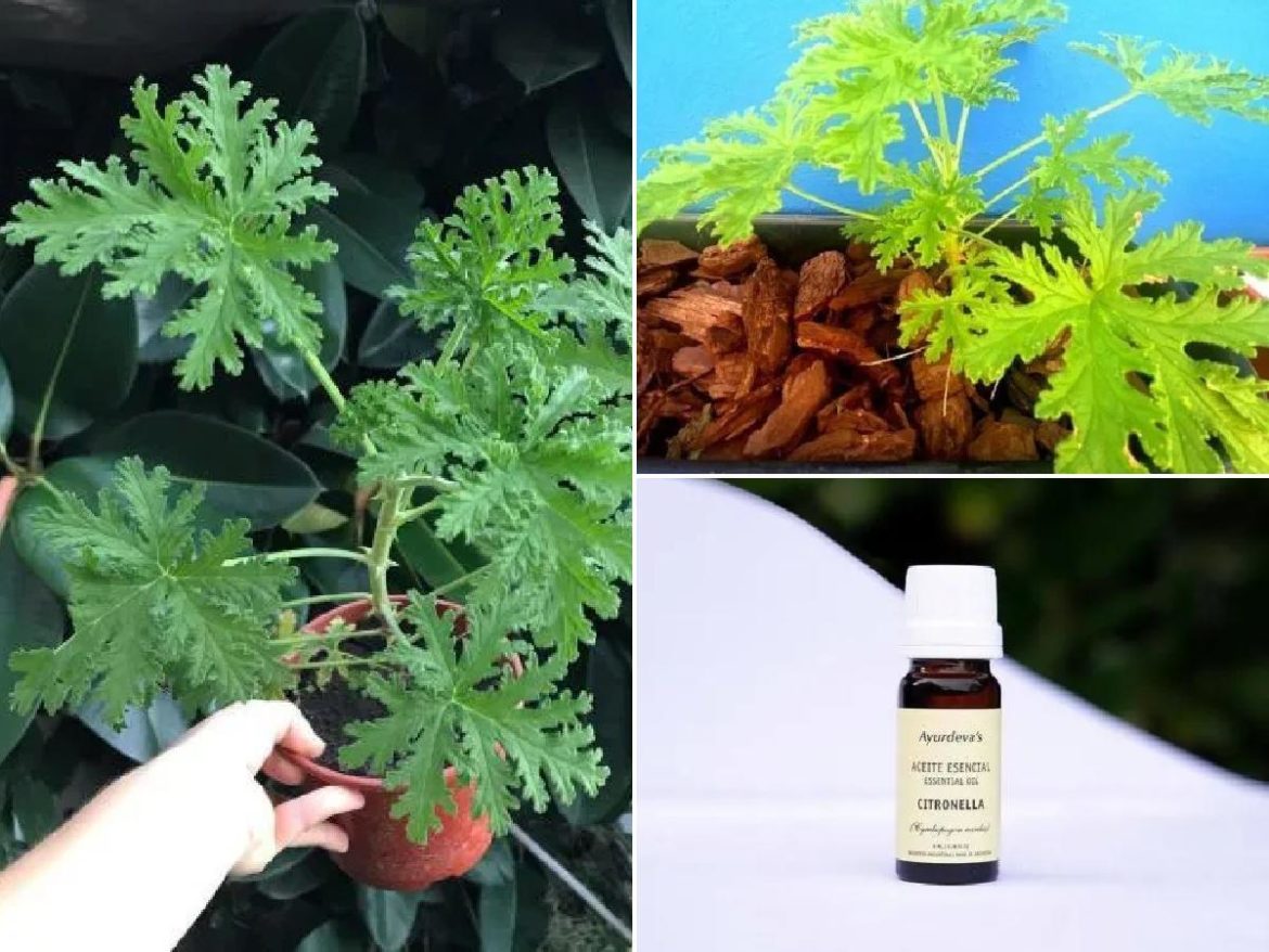 Citronela: cuidados y propiedades de esta planta
