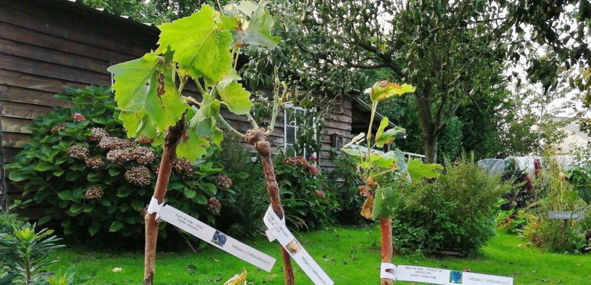 Comment choisir un crépi extérieur ?