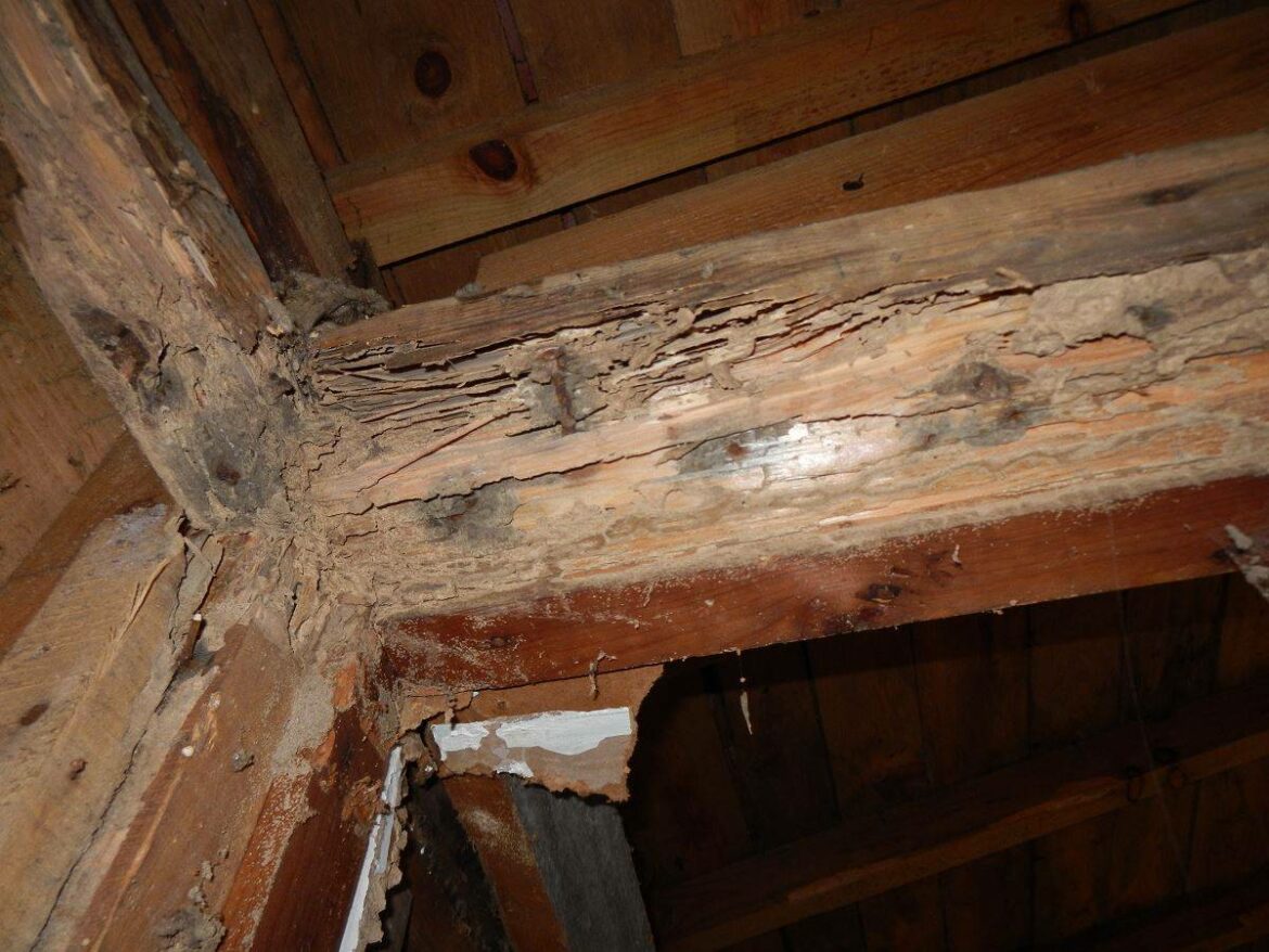 Comment éliminer les termites naturellement ?