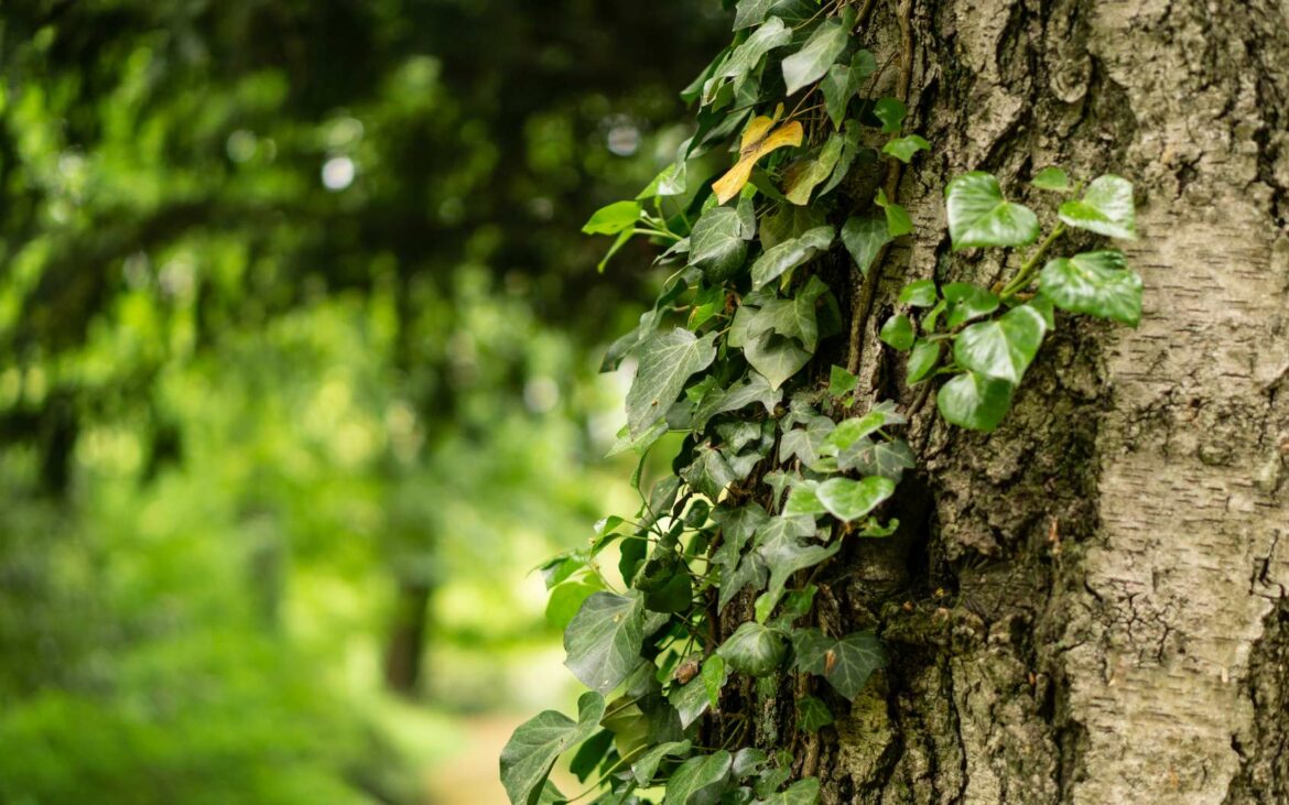 Comment enlever les ventouses de vigne vierge sur un mur ?