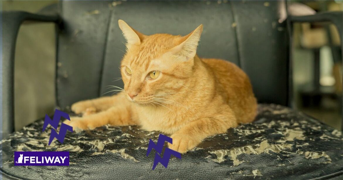 Comment enlever une tache d'urine ancienne sur un matelas ?