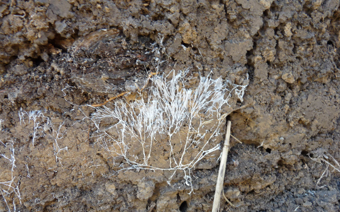 Comment enrichir une terre pauvre naturellement ?