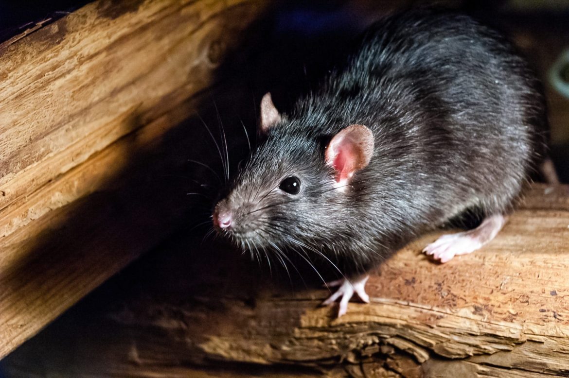 Comment faire fuir les rats dans les combles ?