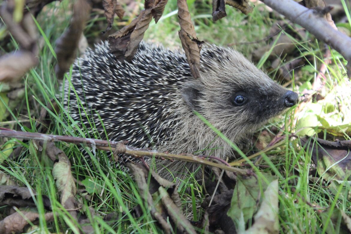 Comment faire pour avoir un hérisson ?