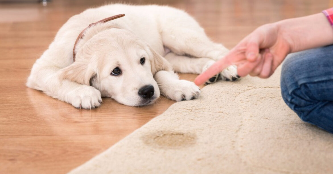Comment faire pour qu'un chien sente moins mauvais ?
