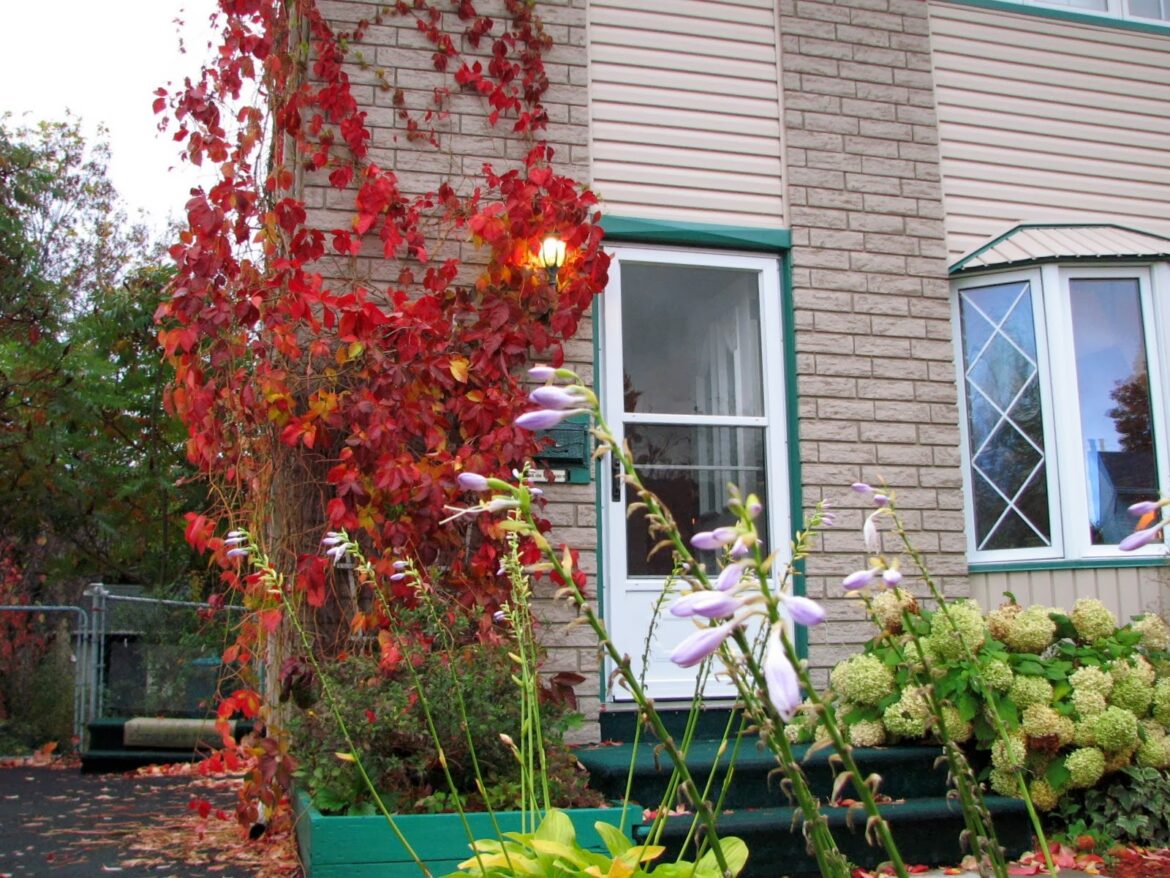 Comment faire pousser une vigne vierge rapidement ?