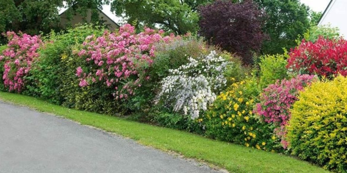 Comment faire une belle haie fleurie ?