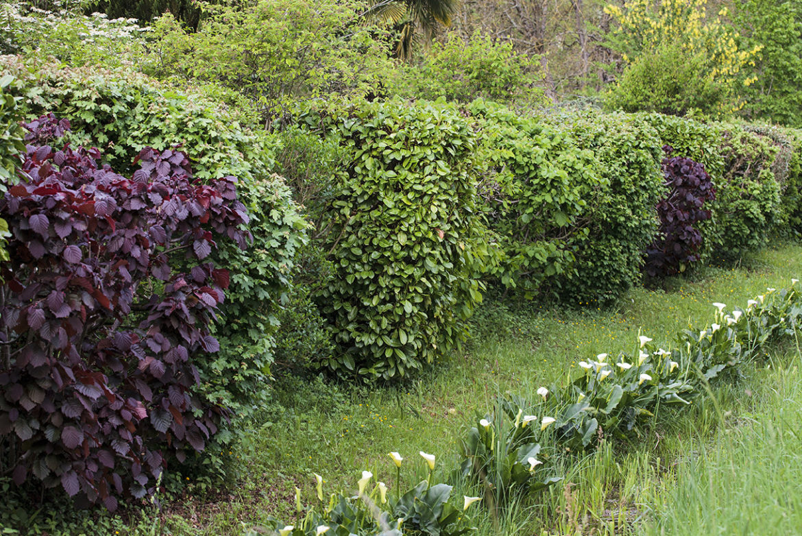 Comment faire une haie qui pousse vite ?