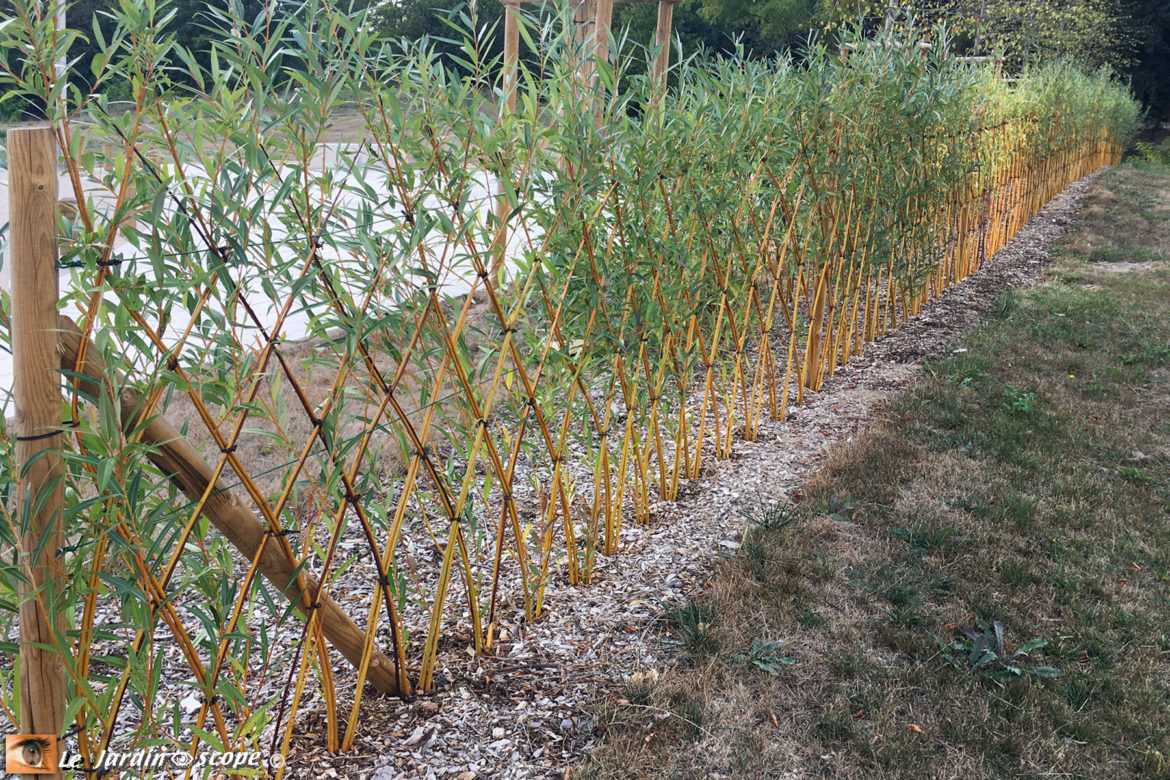 Comment faire une haie rapidement ?