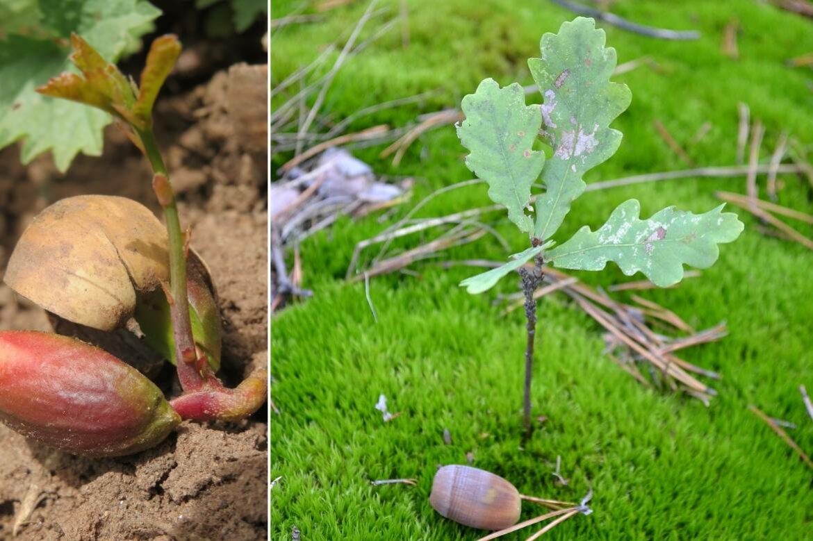 Comment fixer fermette sur pignon ?