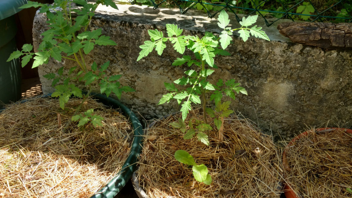 Comment garder l'humidité de la terre ?