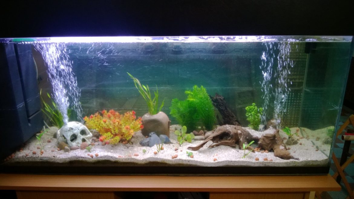 Comment installer une pompe à eau dans un aquarium ?