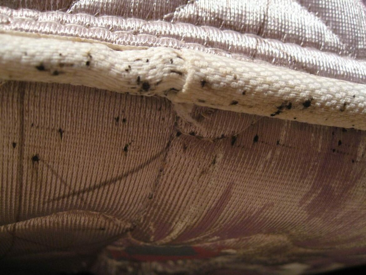 Comment pieger les punaises ?