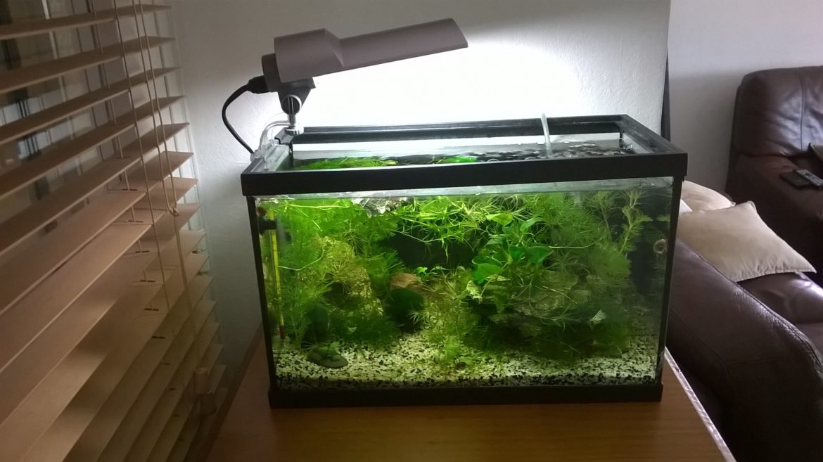 Comment planter des plantes dans du gravier ?