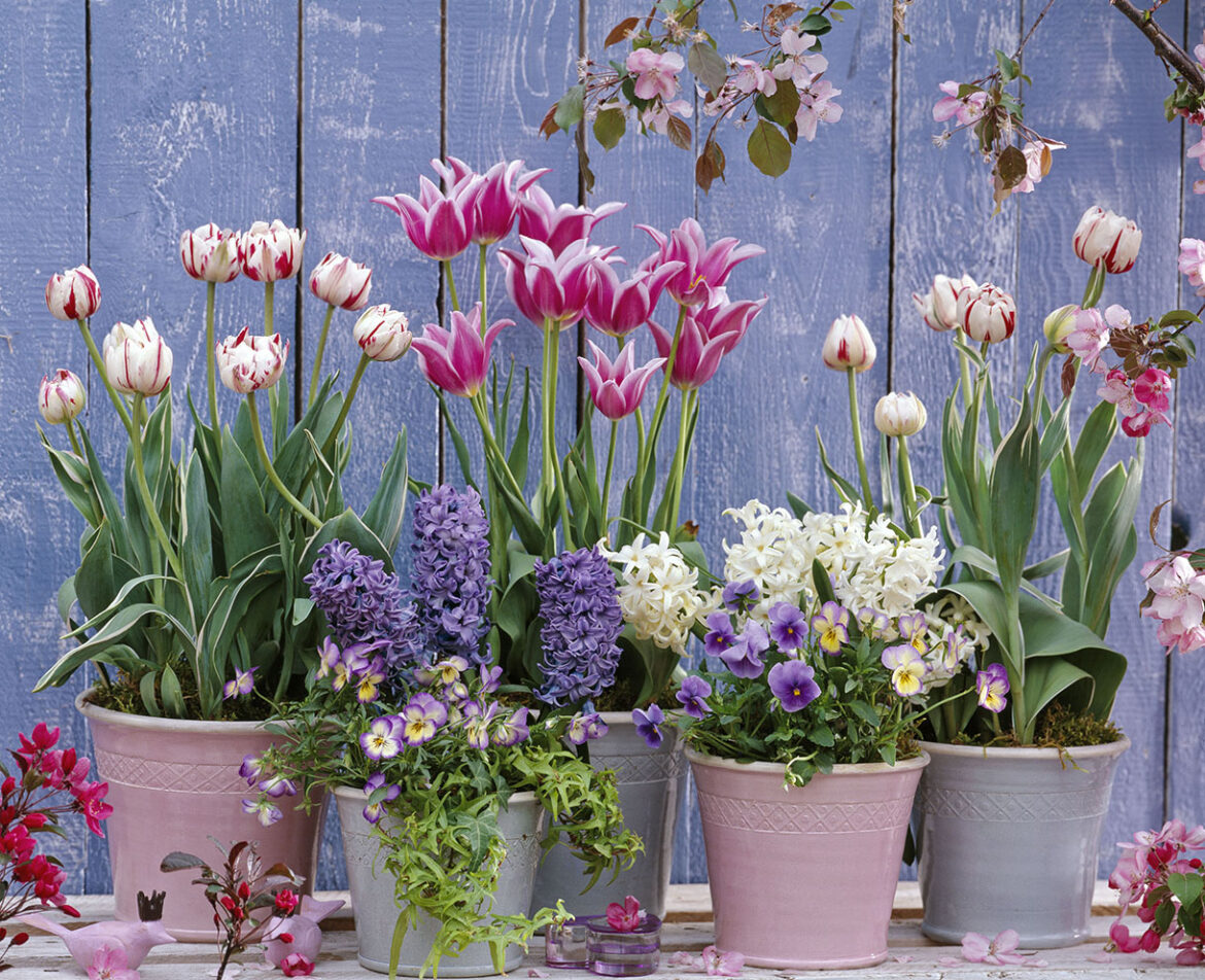 Comment planter les bulbes de printemps ?