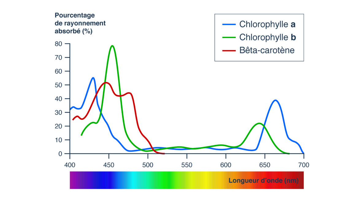 Comment utiliser des pigments en poudre ?
