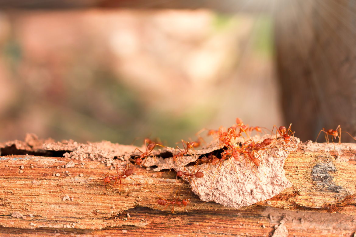 Comment viennent les termites dans les maisons ?