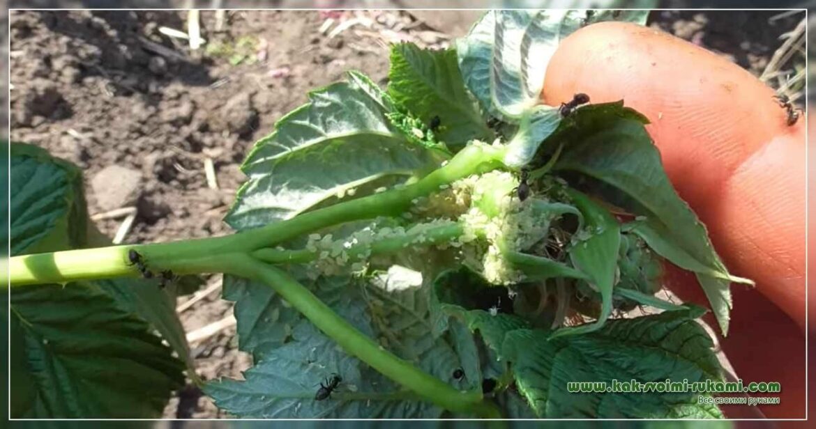 Est-ce que la lavande repousse les insectes ?