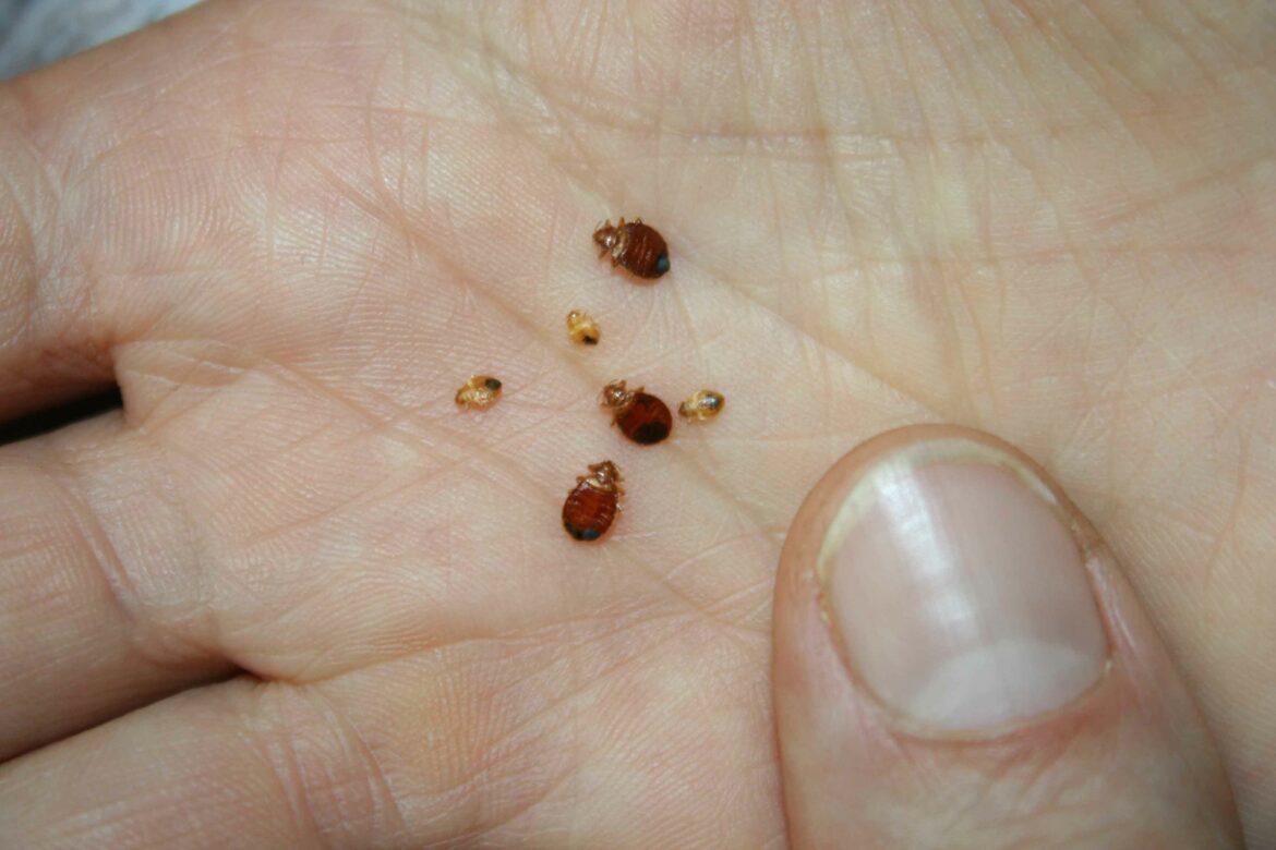 Est-ce que le vinaigre blanc tue les punaises de lit ?