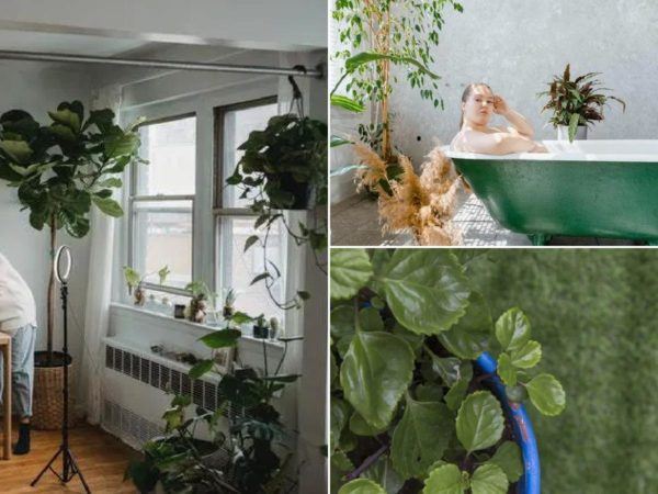 Les plantes qui filtrent le mieux l'air de votre maison, selon la NASA