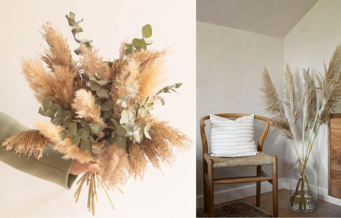 Où trouver des fleurs de pampa dans la nature ?