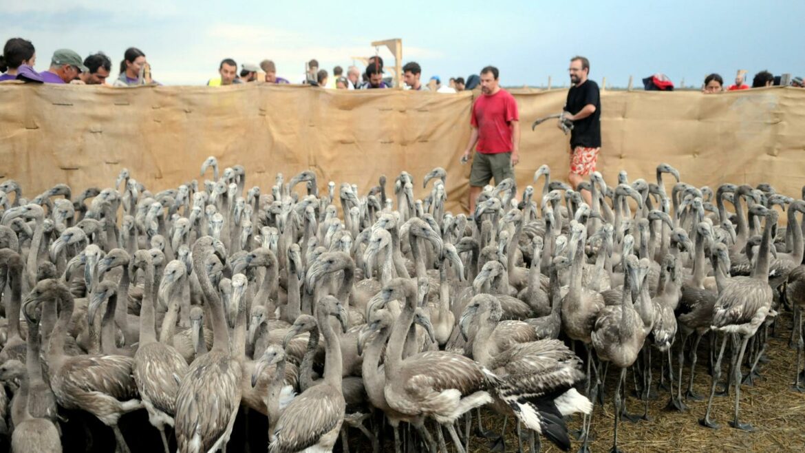 Pourquoi les feuilles de ma rose du désert jaunissent ?