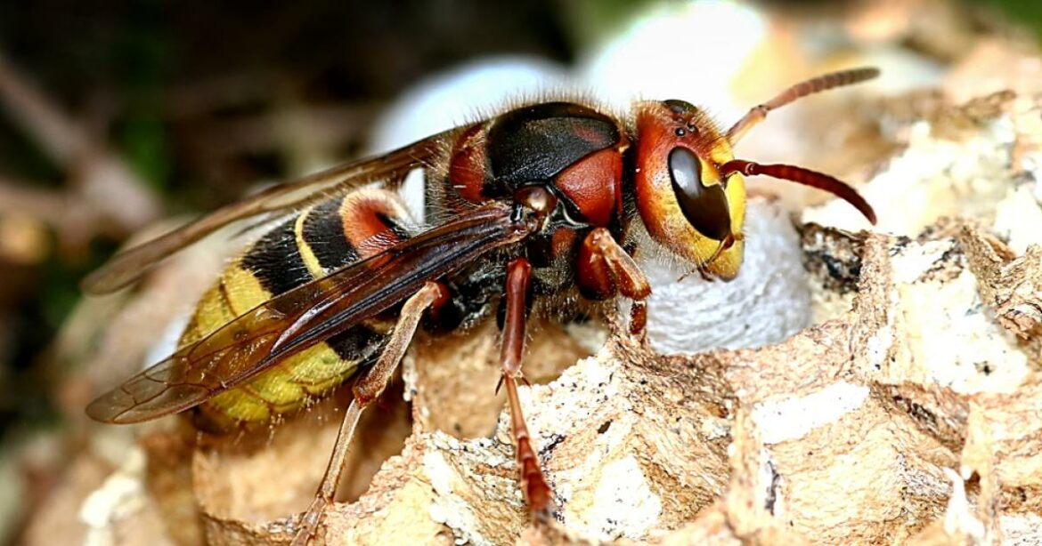 Pourquoi les pucerons apparaissent ?