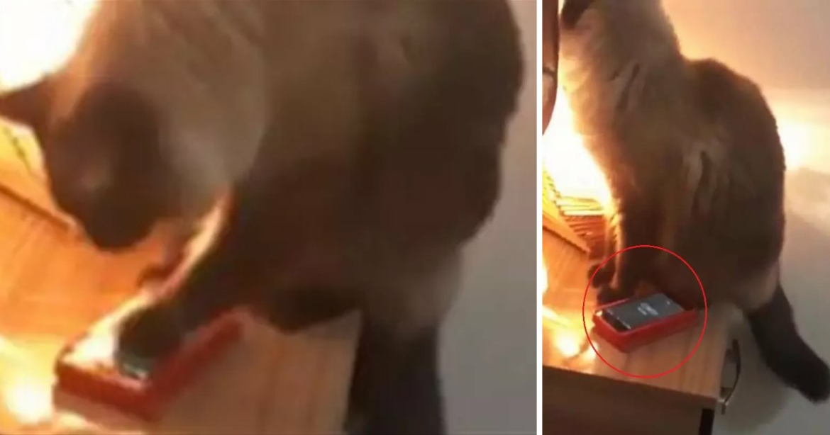 Pourquoi un chat fait ses besoins sur un lit ?