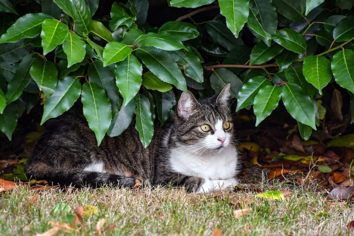 Pourquoi un chat qui etait propre fait pipi partout ?