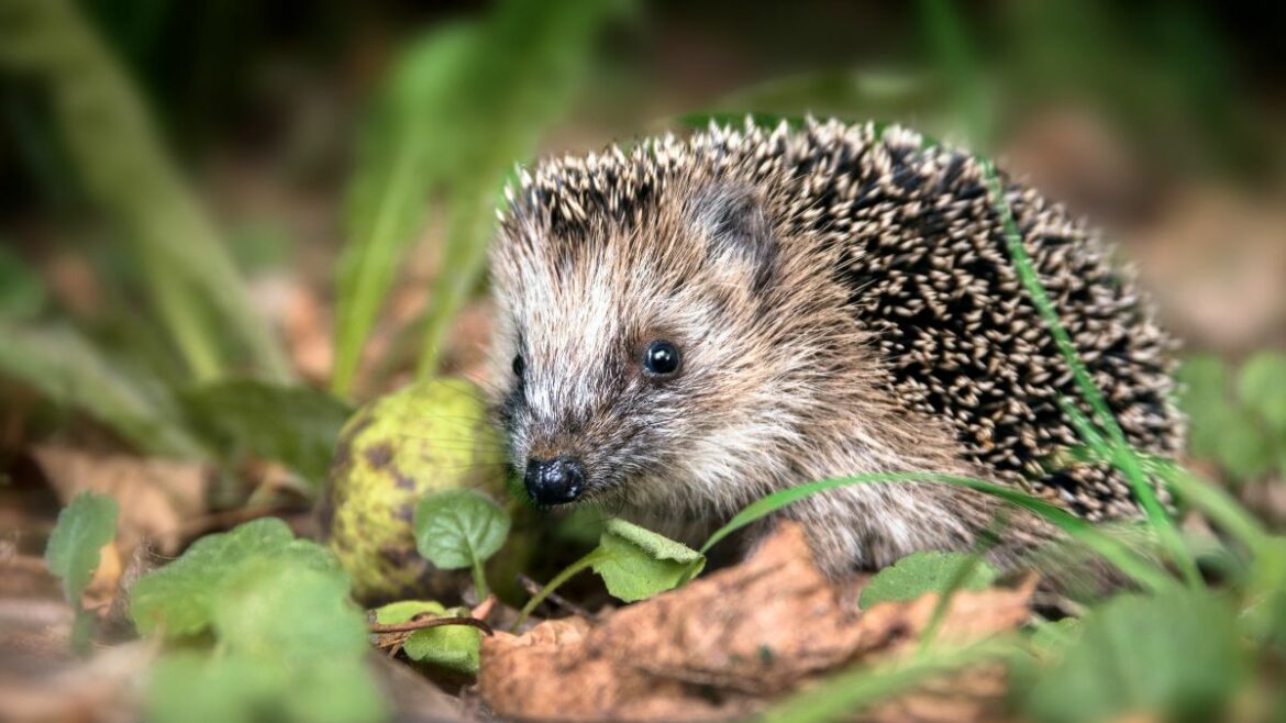 Pourquoi un hérisson dans mon jardin ?