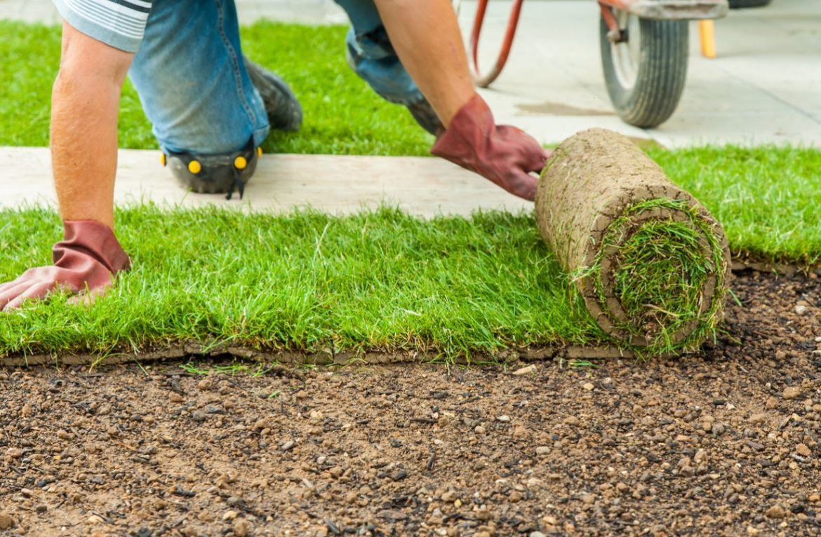 Quand planter du gazon en rouleau ?