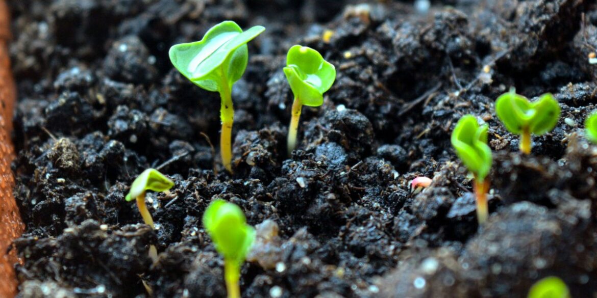 Quand planter les semis à l'extérieur ?