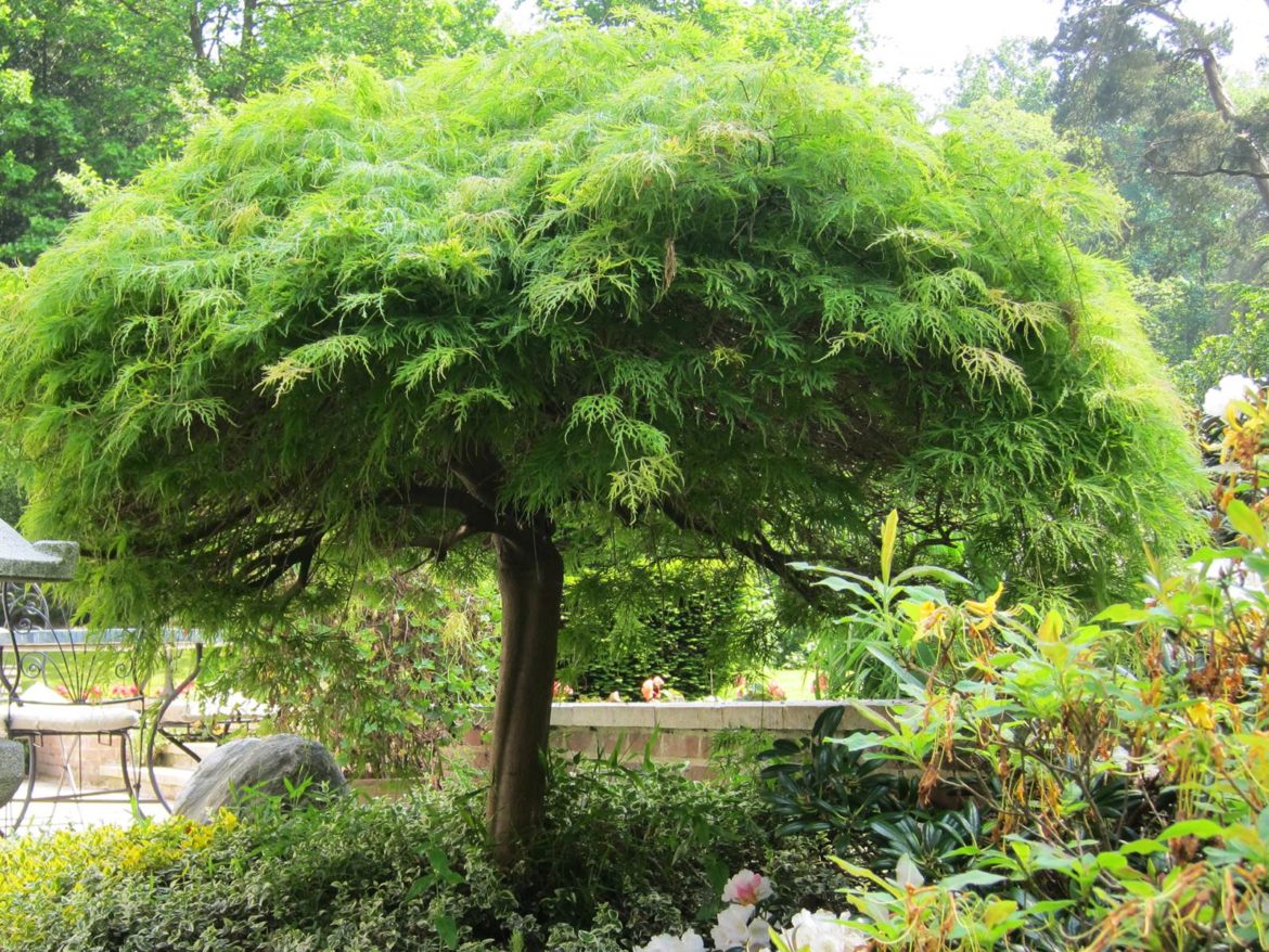 Quel arbre planter près d'une maison ?
