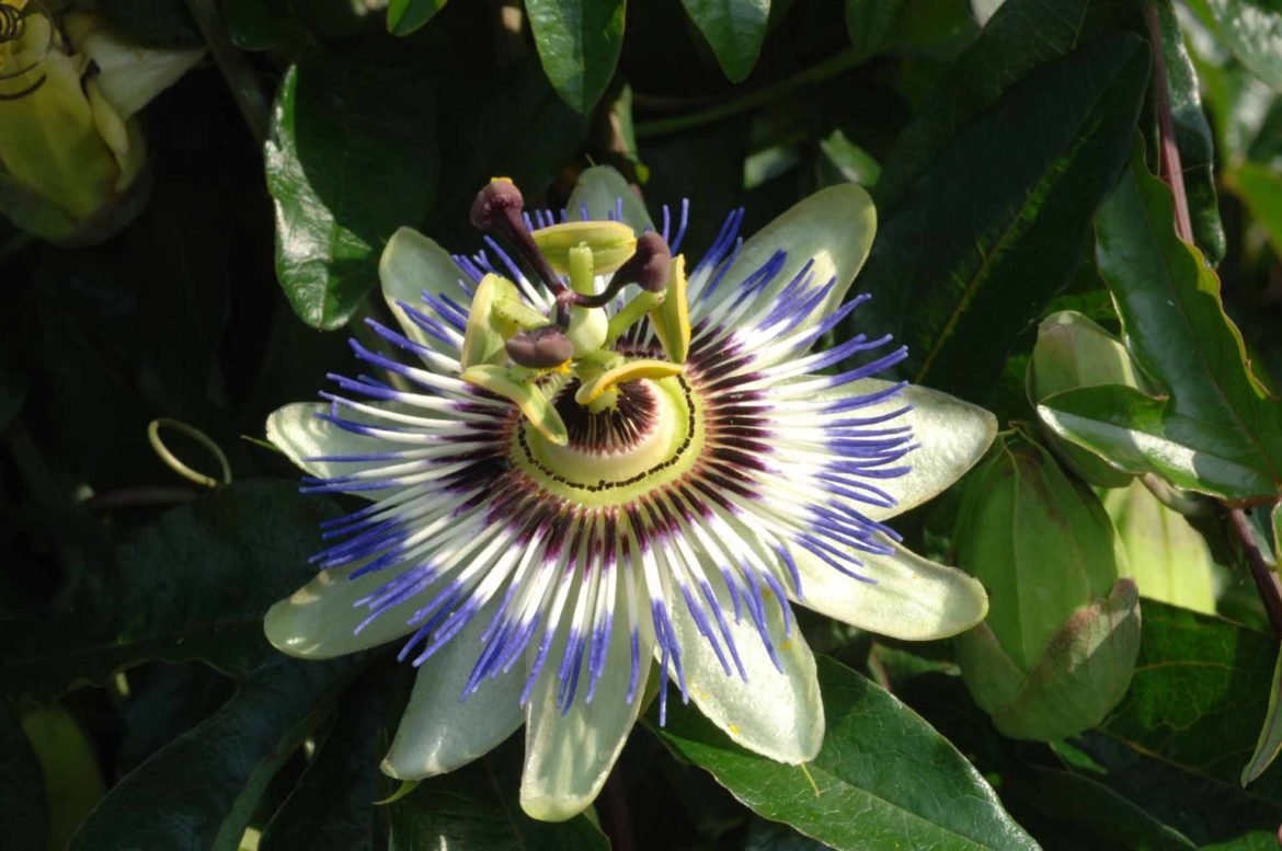 Quel arbuste planter pour se cacher des voisins ?